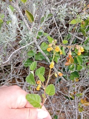 Hermannia althaeoides