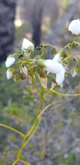 Drosera pallida
