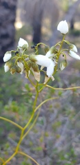 Drosera pallida