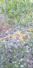 Drosera pallida