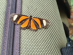 Riodinidae