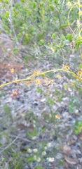 Drosera pallida