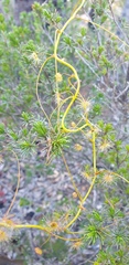 Drosera pallida