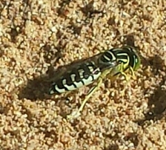Stictia signata