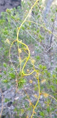 Drosera pallida