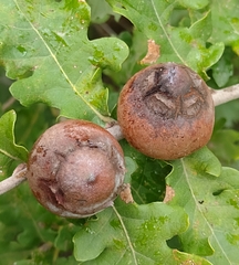 Andricus quercustozae