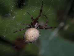 Cyrtophora exanthematica