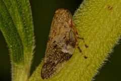Aphrophora alni