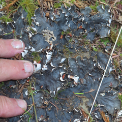 Peltigera membranacea
