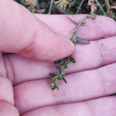 Polygonum aviculare