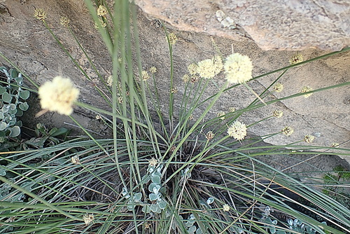 Image of Ficinia brevifolia by no rights reserved
