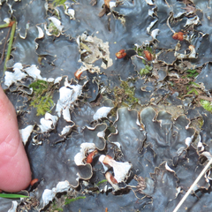 Peltigera membranacea