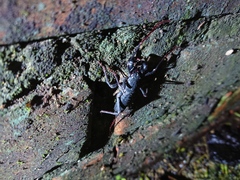 Typopeltis crucifer