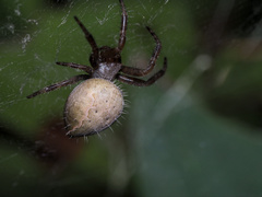 Cyrtophora exanthematica