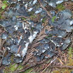 Peltigera membranacea