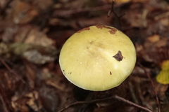 Amanita phalloides