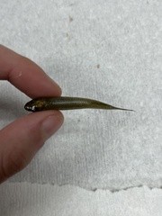 Fundulus olivaceus