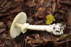 Amanita phalloides
