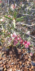 Hypocalymma robustum