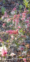 Hypocalymma robustum
