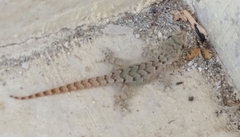 Mediodactylus danilewskii
