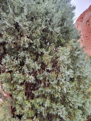 Juniperus scopulorum