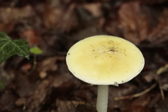 Amanita phalloides