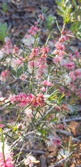 Hypocalymma robustum