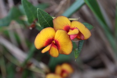 Platylobium obtusangulum