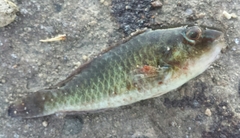 Labridae