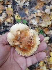 Cortinarius triumphans