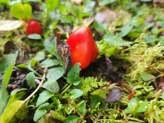 Hygrocybe cuspidata