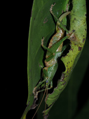 Austrosalomona destructor