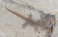 Mediodactylus danilewskii