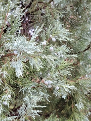 Juniperus scopulorum