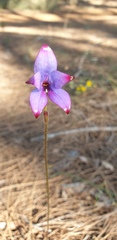 Elythranthera brunonis