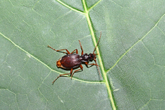 Platynus scrobiculatus