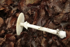 Amanita phalloides
