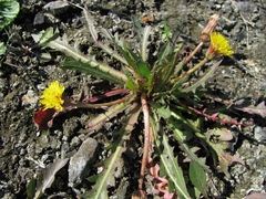 Taraxacum bessarabicum