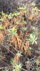 Euphorbia dendroides