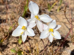 Cyanella alba alba