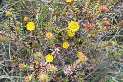 Oedera imbricata