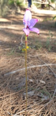 Elythranthera brunonis