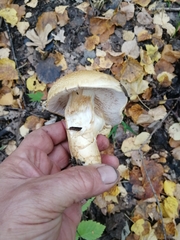 Cortinarius triumphans