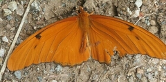Dryas iulia
