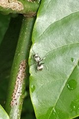 Myrma