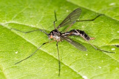 Ptychoptera albimana