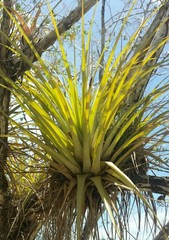 Tillandsia fasciculata