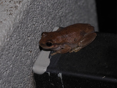 Litoria rubella