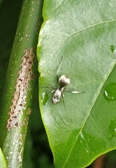 Myrma